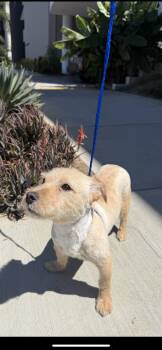 Miniature Schnauzer and Wirehaired Terrier Dogs Available for Adoption - Caspian | PetCurious