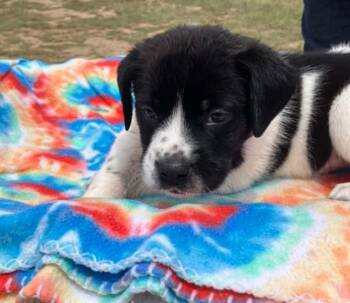 Kale -  Cattle Dog Dog Available for Adoption in Temple, Texas - Kale | PetCurious