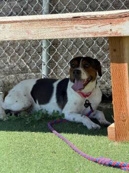 Cookie -  Black And Tan Coonhound Dog for Adoption in Fruit Heights, Utah - Cookie | PetCurious