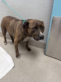 WARRIOR -  Pit Bull Terrier Dog for Adoption in Las Vegas, Nevada - WARRIOR | PetCurious