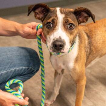 Angel -  Mixed Breed Dog for Adoption in Kennebunk, Maine - Angel | PetCurious