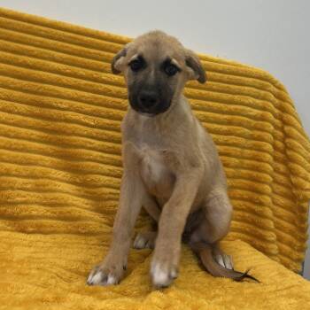 Hoot -  Retriever and Shepherd Dog for Adoption in Kanab, Utah - Hoot | PetCurious