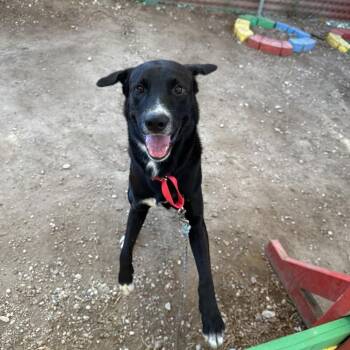 Chimmy Churry -  Labrador Retriever Dog for Adoption in Austin, Texas - Chimmy Churry | PetCurious