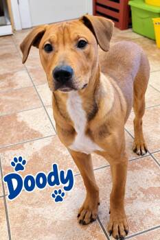 Doody -  Labrador Retriever Dog for Adoption in Rock Hill, New York - Doody | PetCurious
