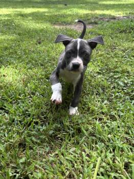 Mash -  Labrador Retriever and Pit Bull Terrier Dog for Adoption in Newnan, Georgia - Mash | PetCurious