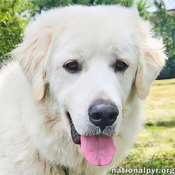 Rescue Great Pyrenees Dogs for Adoption in Beacon, New York - Appa In KY - Loves Car Rides! | PetCurious