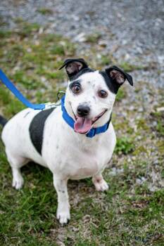 Jack Russell Terrier and Chihuahua Dogs Available for Adoption in Frankfort, New York - Harley | PetCurious