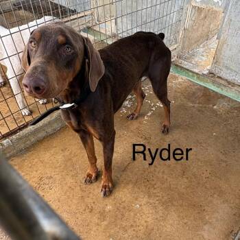 Ryder -  Doberman Pinscher Dog for Adoption in Austin, Texas - Ryder | PetCurious