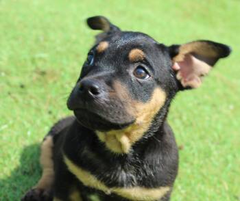 Rescue Dachshund Dogs for Adoption in Silvana, Washington - Kung Pao (take-out Litter) | PetCurious