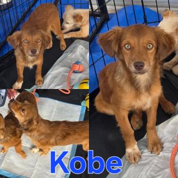 Rescue Dachshund and Chihuahua Dogs for Adoption in Dallas, Texas - Kobe | PetCurious
