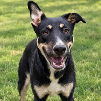 Melody -  German Shepherd Dog and Australian Kelpie Dog for Adoption in Brookeville, Maryland - Melody | PetCurious