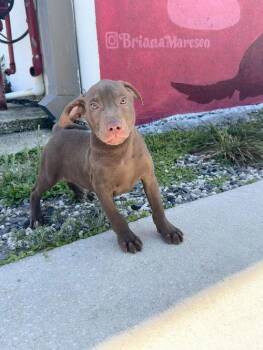 Chihuahua and Terrier Dogs Available for Adoption - Fairfax | PetCurious