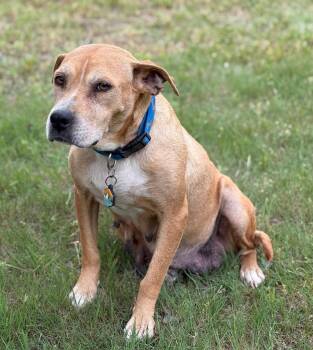 Rhodesian Ridgeback and Pit Bull Terrier Dogs Available for Adoption in Holly Springs, North Carolina - Momma | PetCurious