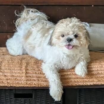 KC -  Shih Tzu Dog for Adoption in Alma, Wisconsin - KC | PetCurious
