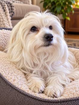 Memphis -  Maltese Dog for Adoption in Las Vegas, Nevada - Memphis | PetCurious