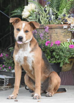 Rescue Hound and Beagle Dogs for Adoption in Franklin, Tennessee - PUPPY NALA | PetCurious