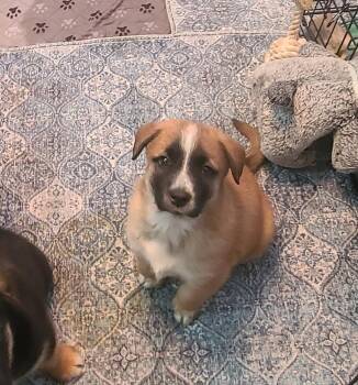 Australian Cattle Dog Blue Heeler Dogs Available for Adoption - Rhys | PetCurious