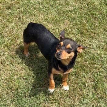 Chihuahua and Mixed Breed Dogs Available for Adoption in Denison, Texas - Hooter | PetCurious
