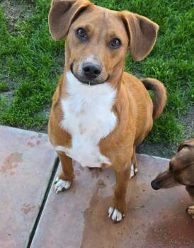 Terrier Dogs Available for Adoption in Santa Monica, California - Trip | PetCurious