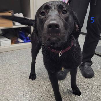 Fox -  Black Labrador Retriever and Mixed Breed Dog for Adoption in Dayton, Ohio - Fox | PetCurious
