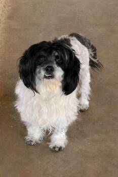 Mixed Breed Dogs Available for Adoption - Wampa | PetCurious