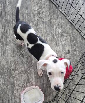 Besty -  Catahoula Leopard Dog and American Bulldog Dog for Adoption in Panama City, Florida - Besty | PetCurious
