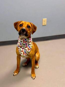 Brittle -  Terrier Dog for Adoption in Zanesville, Ohio - Brittle | PetCurious