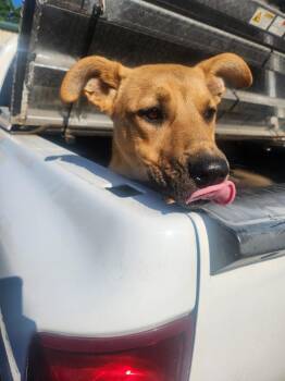 Labrador Retriever Dogs Available for Adoption in Mocksville, North Carolina - Isabelle | PetCurious