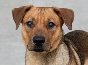 Spencer -  Mixed Breed Dog for Adoption in Longmont, Colorado - Spencer | PetCurious