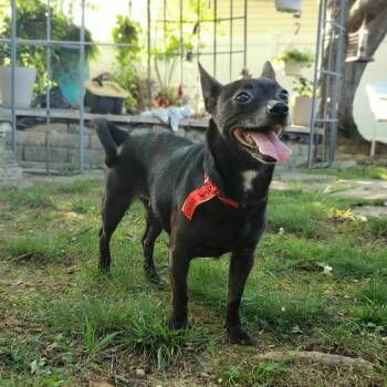 Mira -  Mixed Breed Dog for Adoption in Fredericksburg, Virginia - Mira | PetCurious
