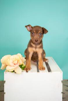 Australian Cattle Dog Blue Heeler Dogs Available for Adoption in Brighton, Colorado - 296-26 | PetCurious