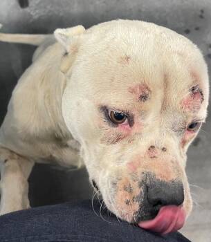 Drake -  Mixed Breed Dog for Adoption in Henderson, North Carolina - Drake | PetCurious