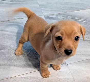 Chihuahua Dogs Available for Adoption - Watson  | PetCurious