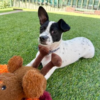 Chihuahua Dogs Available for Adoption in Agoura Hills, California - Lulu | PetCurious
