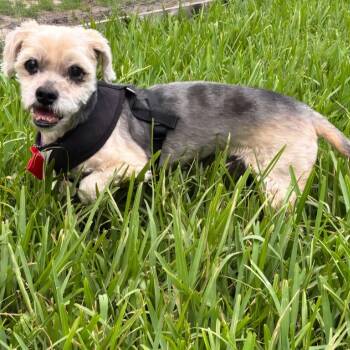 Bailey -  Border Terrier and Yorkshire Terrier Dog for Adoption - Bailey | PetCurious