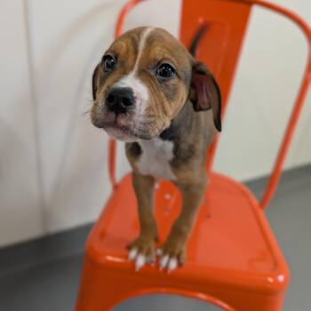 Toasted Ravioli -  Mixed Breed Dog for Adoption in Cape Girardeau, Missouri - Toasted Ravioli | PetCurious