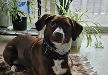 English Springer Spaniel Dogs Available for Adoption - Clover  | PetCurious