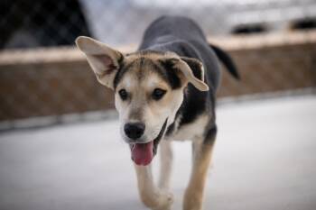 Rescue Shepherd Dogs for Adoption in Twentynine Palms, California - Alfie (Hansolo) | PetCurious