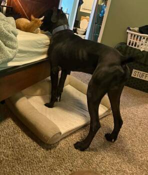 Great Dane and Cane Corso Dogs Available for Adoption in Baton Rouge, Louisiana - Bluey | PetCurious