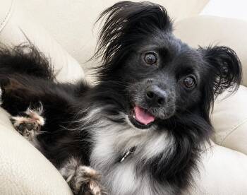Benito (aka Bennie) -  Papillon Dog for Adoption in Weare, New Hampshire - Benito (aka Bennie) | PetCurious