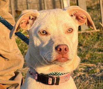 Khaki -  Chihuahua and Jack Russell Terrier Dog Available for Adoption in Chesapeake City, Maryland - Khaki | PetCurious