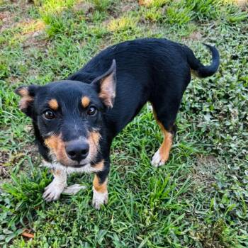 Bliss -  Terrier and Mixed Breed Dog for Adoption in Brownsboro, Alabama - Bliss | PetCurious