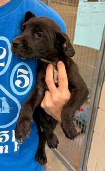 Kendrick -  Mixed Breed Dog for Adoption in Morristown, New Jersey - Kendrick | PetCurious