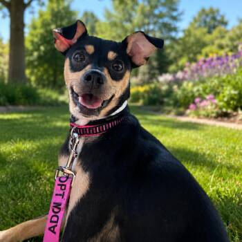 Rosie -  Mixed Breed Dog for Adoption in Wappingers Falls, New York - Rosie | PetCurious