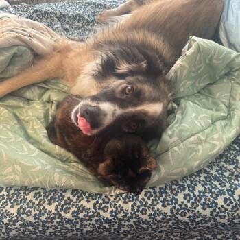 Anatolian Shepherd Dogs Available for Adoption - AZPC-Stray-392 | PetCurious