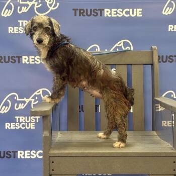 Terrier Dogs Available for Adoption - TILDA | PetCurious