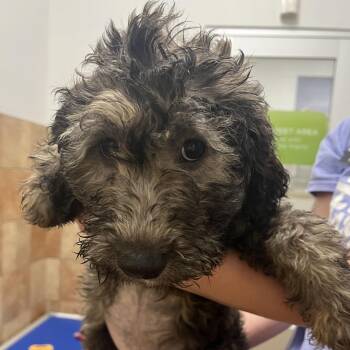 Mixed Breed Dogs Available for Adoption in Spokane, Washington - Simone | PetCurious