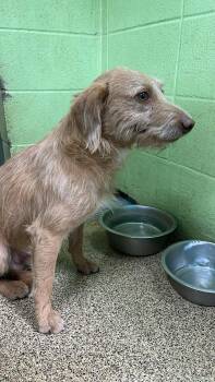 Rescue Terrier Dogs for Adoption in Fort Payne, Alabama - Willis | PetCurious