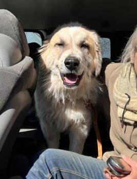 Great Pyrenees Dogs Available for Adoption - Sampson | PetCurious