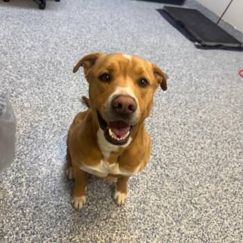 Pit Bull Terrier and Mixed Breed Dogs Available for Adoption in Great Falls, Montana - Rock Sha (Cash) | PetCurious